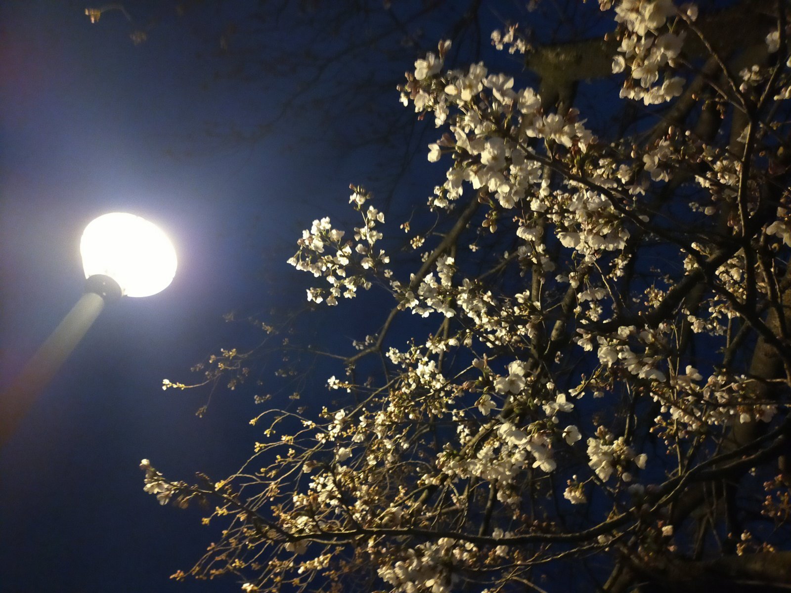 2025年4月4日　ランニング中の夜桜